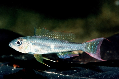 Biotoecus dicentrarchus Cichlidae
