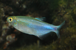 Boehlkea fredcochui