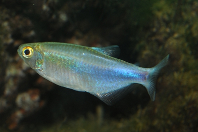 Boehlkea fredcochui Characidae