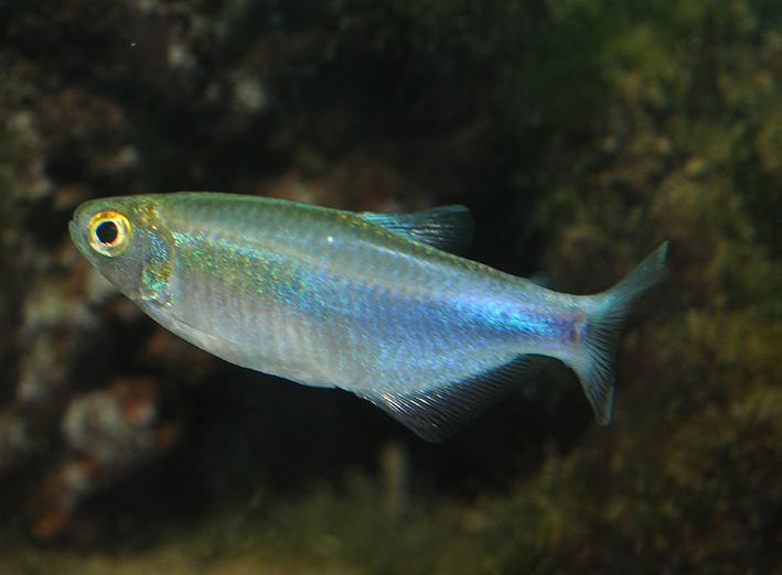 Boehlkea fredcochui