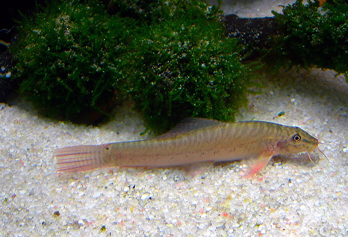 Paracanthocobitis urophthalma