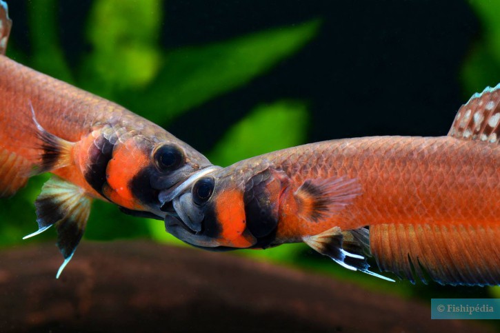 Betta macrostoma
