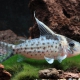 picture of Corydoras robustus