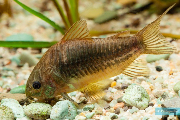 Corydoras undulatus