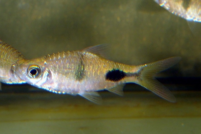 Dawkinsia rohani Cyprinidae