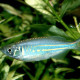 picture of Devario aequipinnatus