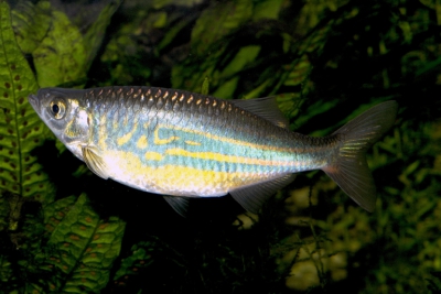 Devario malabaricus Danionidae