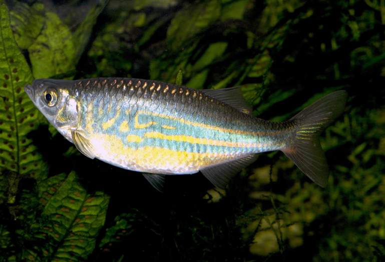 Devario malabaricus