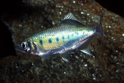 Devario neilgherriensis Danionidae
