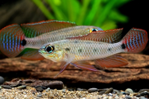 Dicrossus maculatus