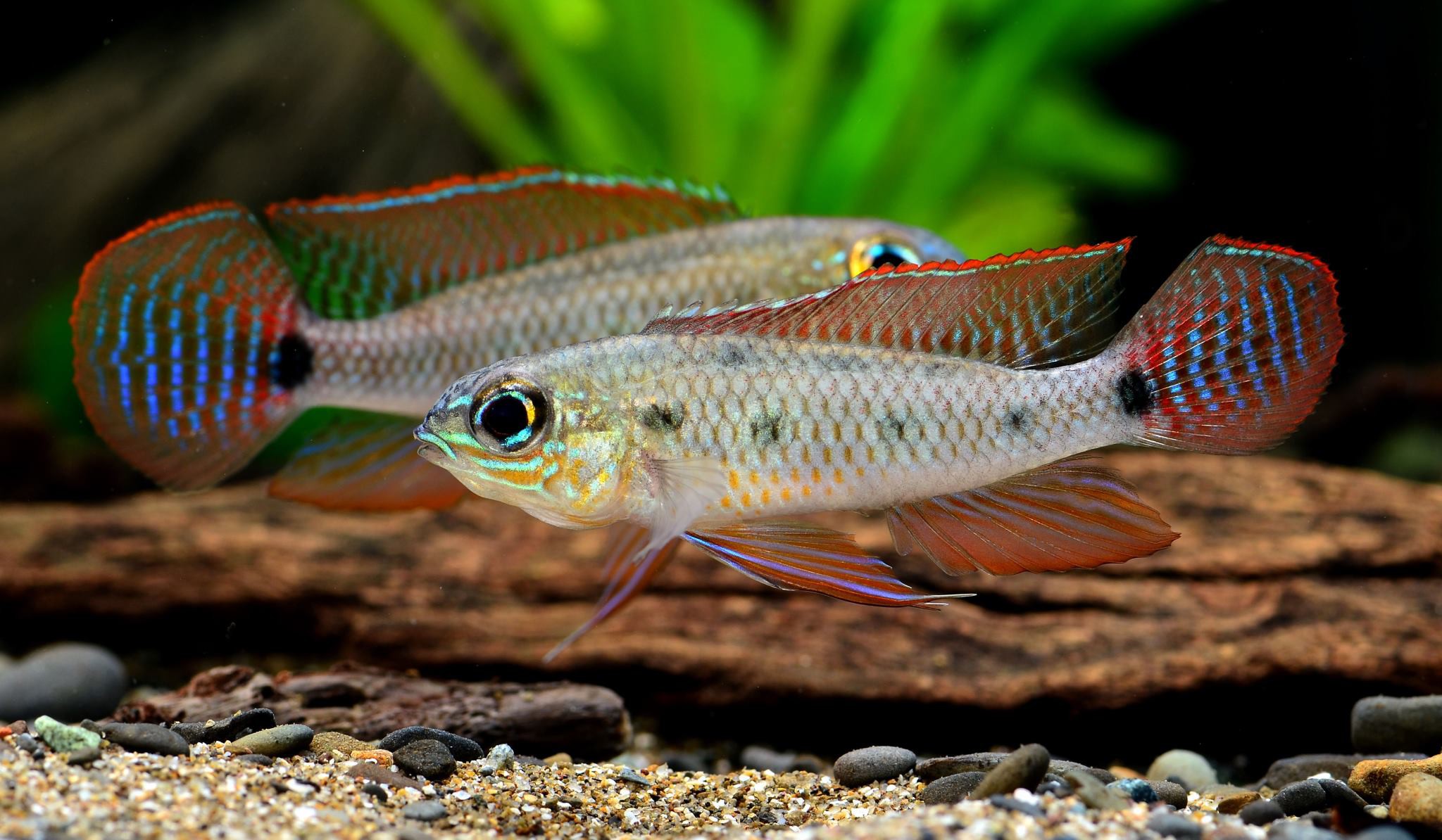 Dicrossus maculatus