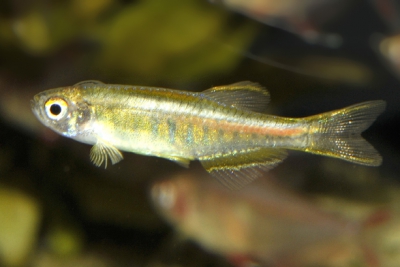 Danio choprae Danionidae