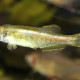 picture of Danio choprae