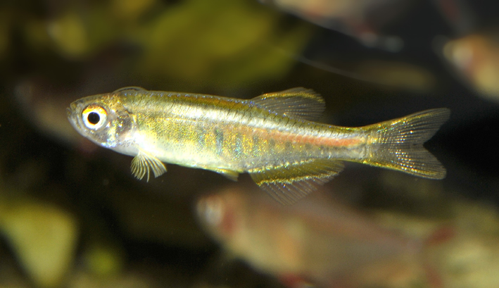 Danio choprae