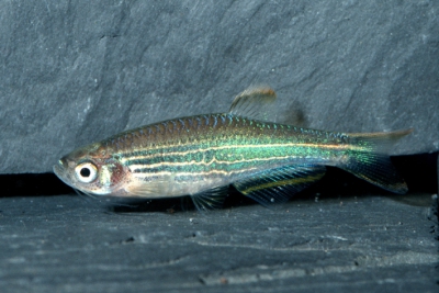 Danio kyathit Danionidae