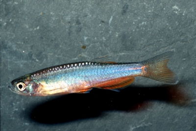 Danio roseus Danionidae