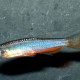 picture of Danio roseus