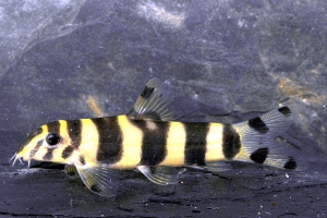 Botia histrionica