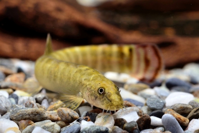 Aborichthys elongatus Balitoridae