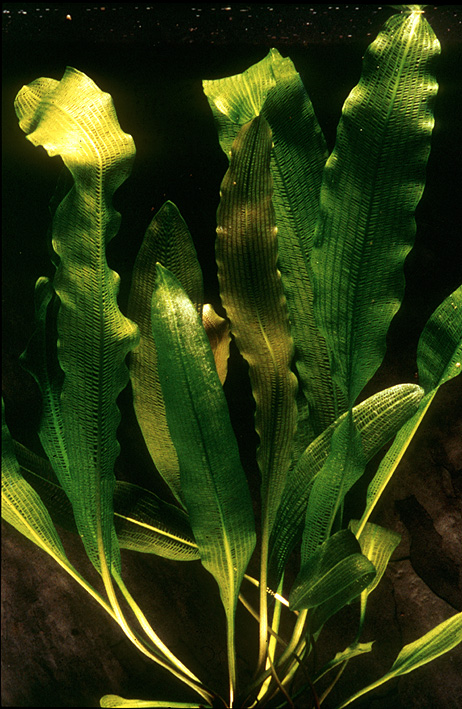 Aponogeton madagascariensis