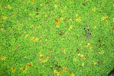Azolla filiculoides Salviniaceae
