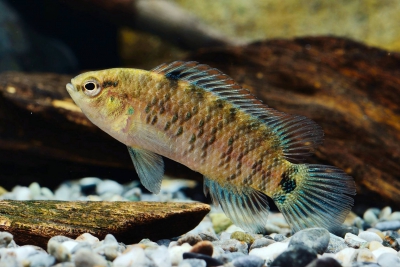 Badis badis Badidae