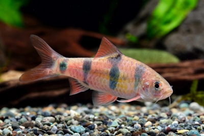 Barbodes everetti Cyprinidae