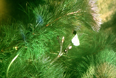 Cabomba caroliniana Cabombaceae