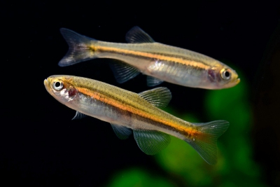 Danio jaintianensis Danionidae