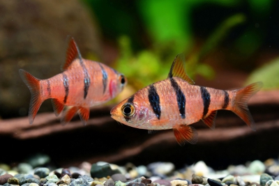 Desmopuntius hexazona Cyprinidae