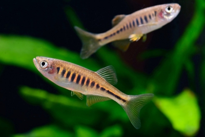 Devario maetaengensis Danionidae