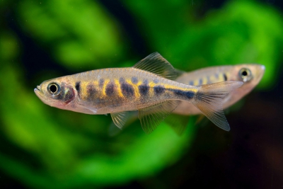 Devario pathirana Danionidae