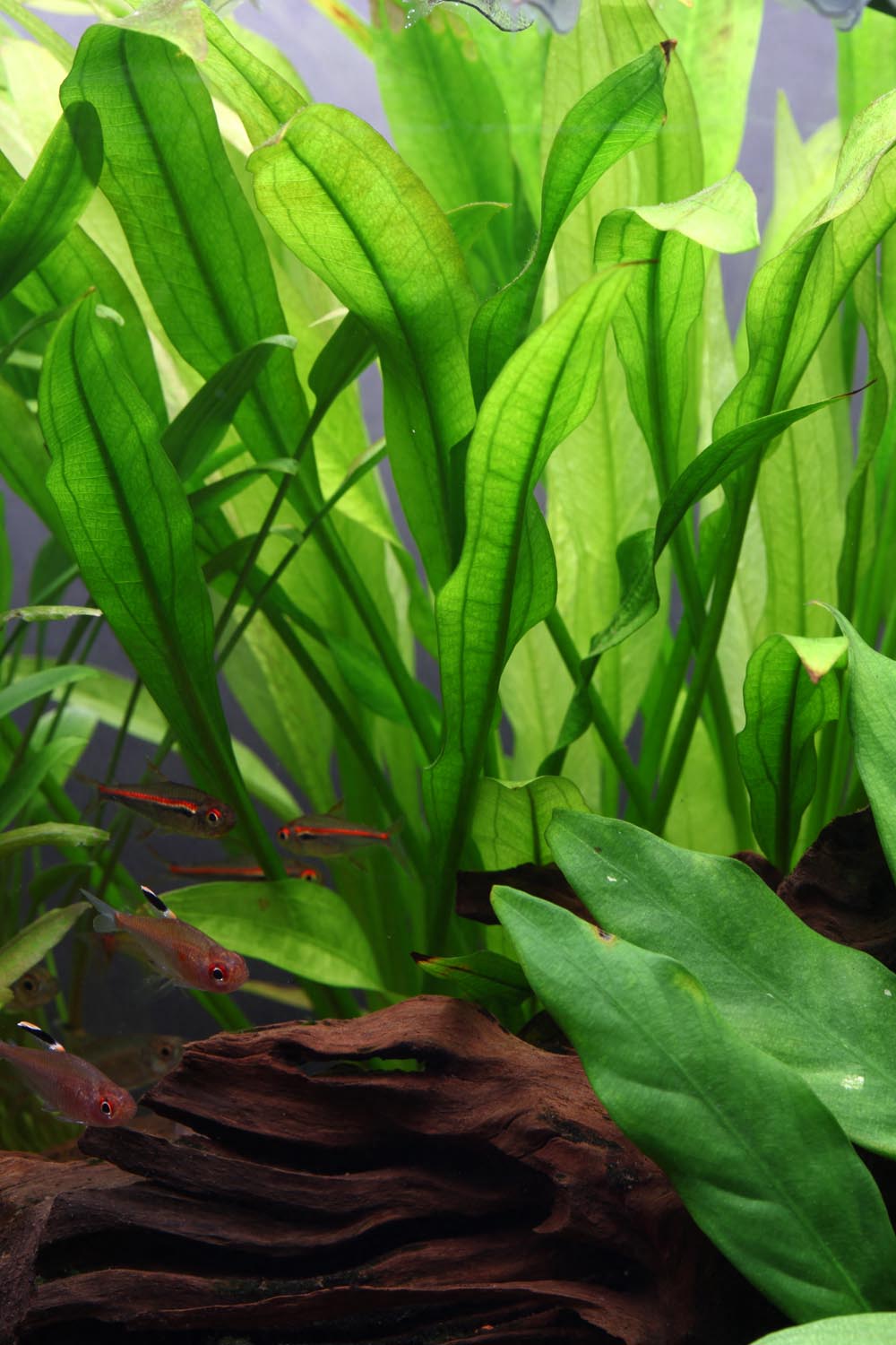 Echinodorus bleheri