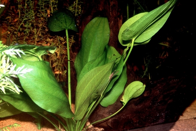 Echinodorus longiscapus Alismataceae