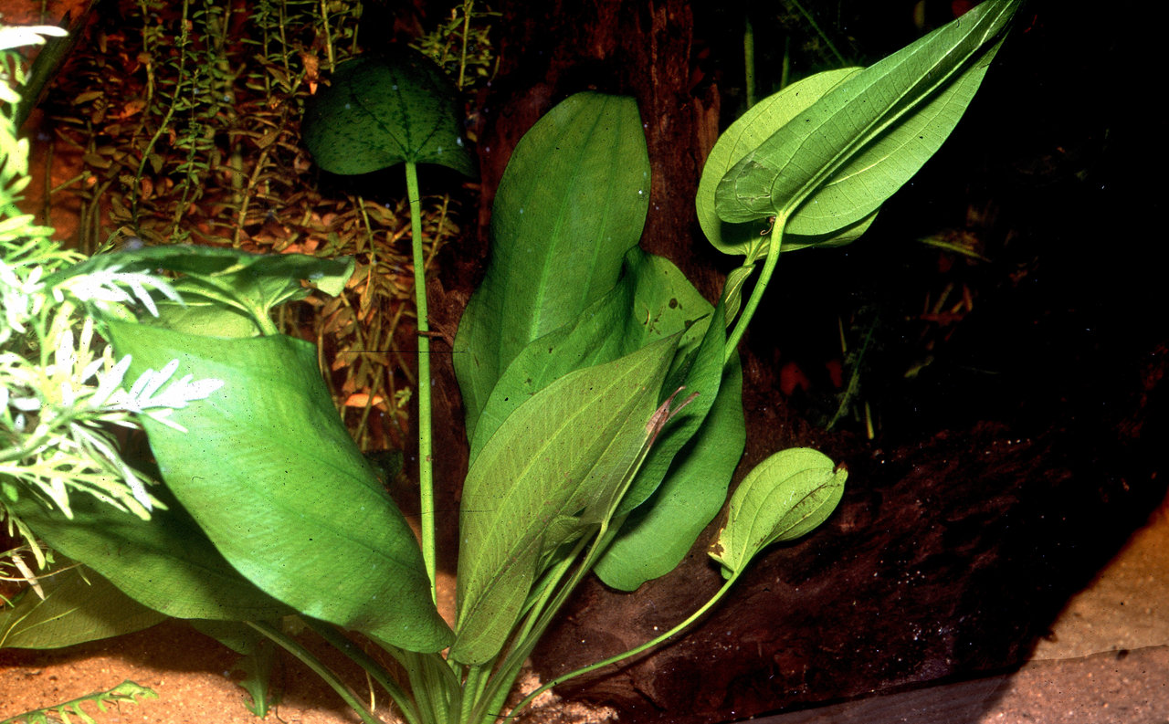 Echinodorus longiscapus