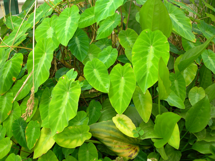 Echinodorus subulatus