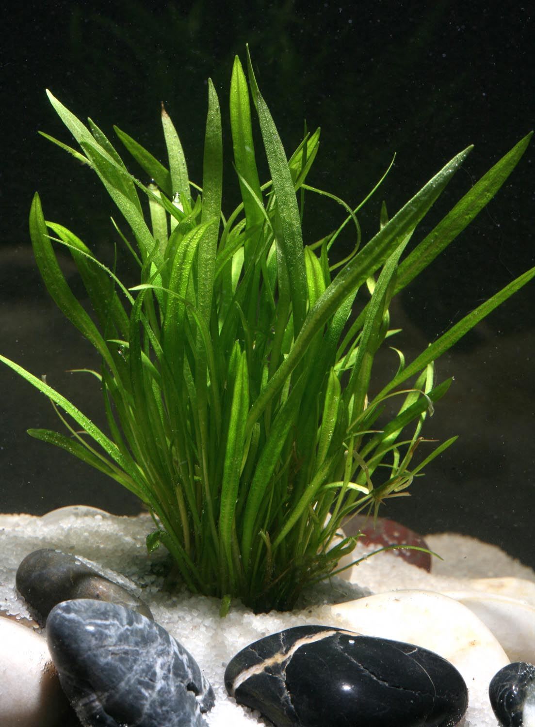Echinodorus tenellus