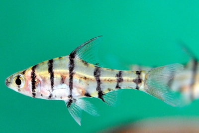 Eirmotus octozona Cyprinidae