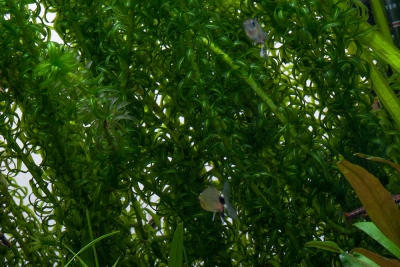 Egeria densa Hydrocharitaceae