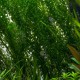 picture of Egeria densa