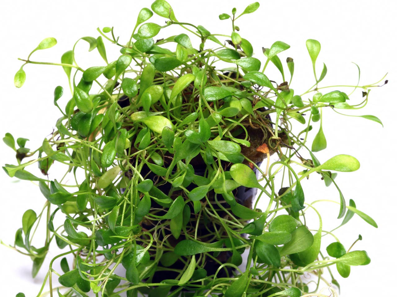 Glossostigma elatinoides
