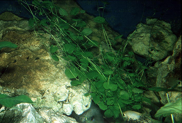 Hydrocotyle leucocephala