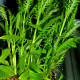 picture of Hygrophila balsamica