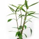 picture of Hygrophila salicifolia