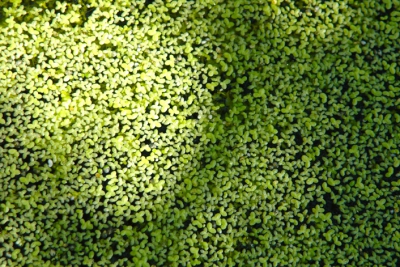Lemna trisulca Araceae