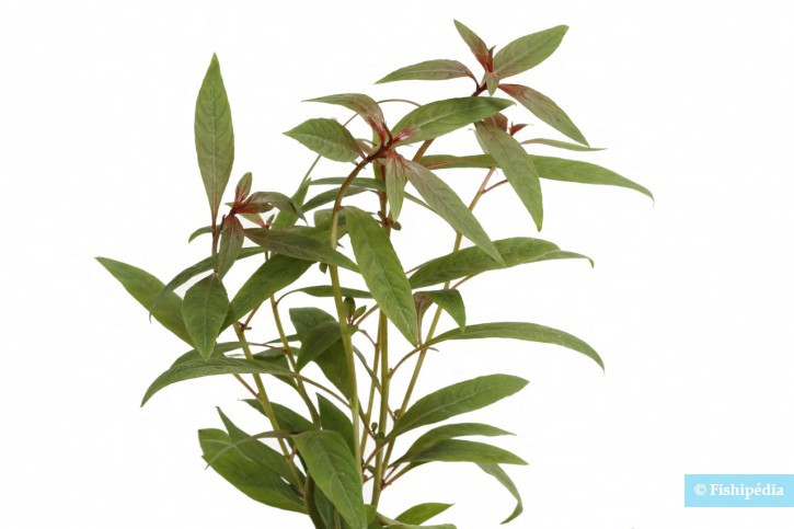 Ludwigia glandulosa