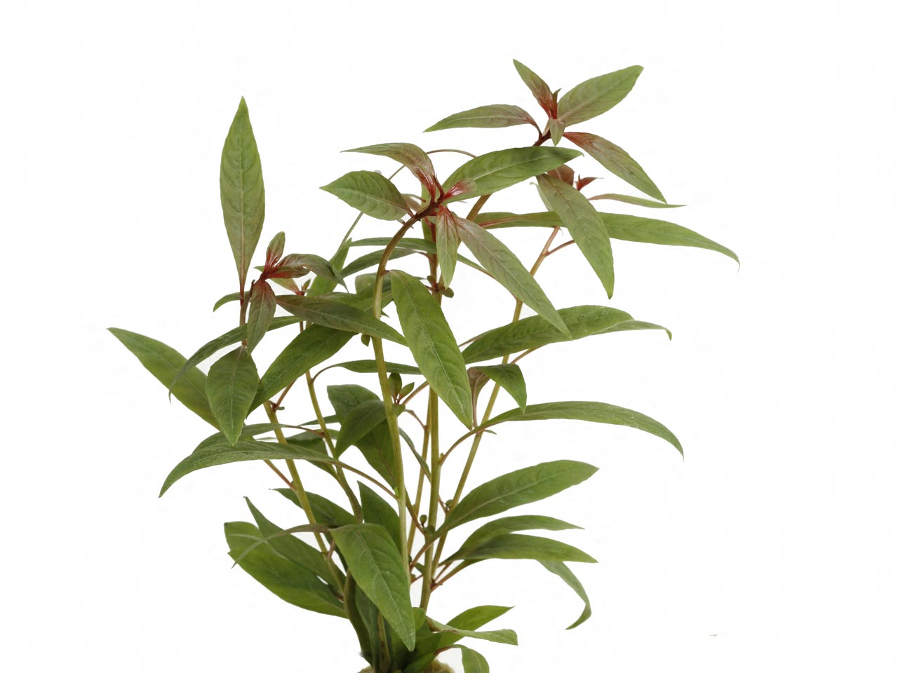 Ludwigia glandulosa