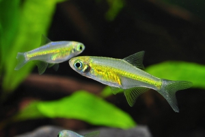 Microdevario kubotai