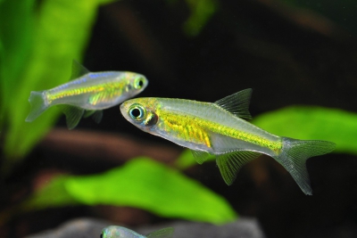 Microdevario kubotai Danionidae