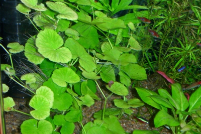Morsus ranae Hydrocharitaceae